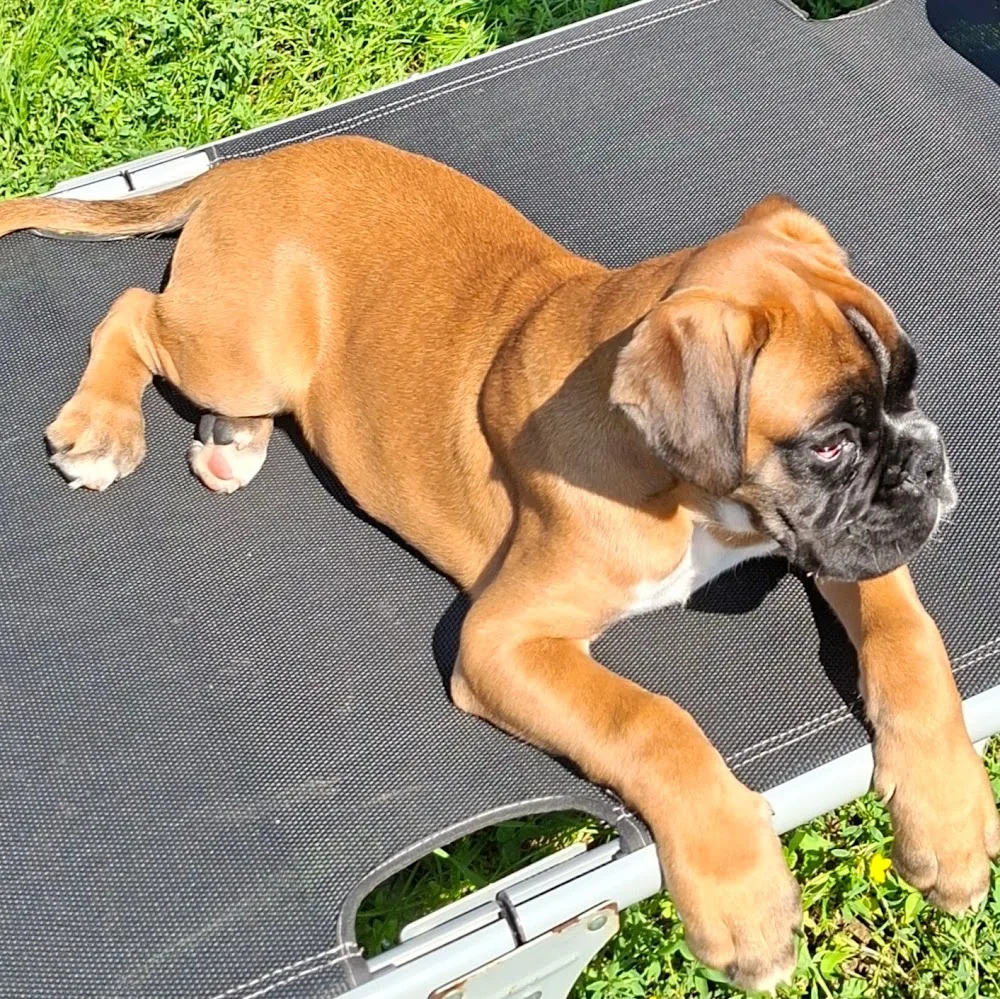Hundezentrum Isartal - Bavaria pet otel görseli 4