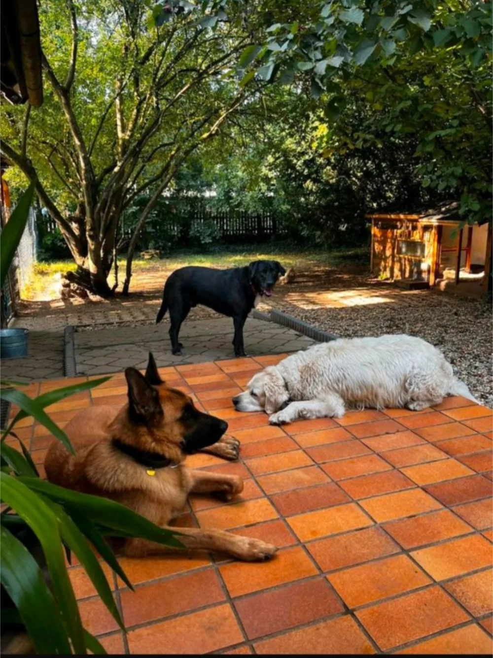 HUNDsBLICK - Bavaria pet otel görseli 3
