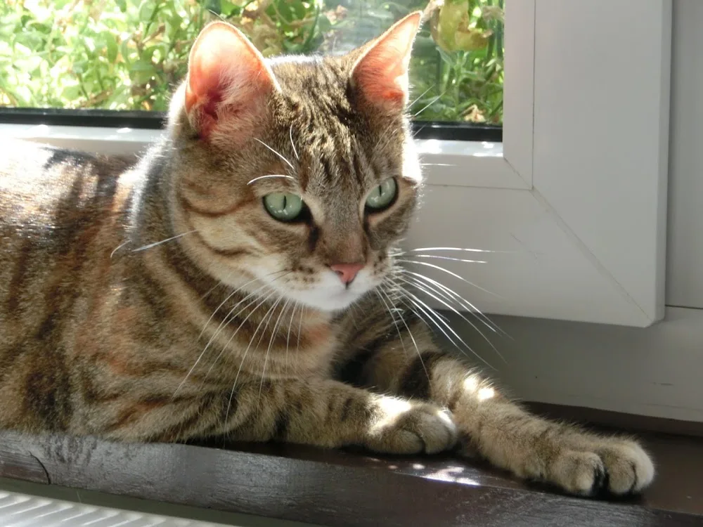 Katzenpension Molly - Bavaria pet otel görseli 3