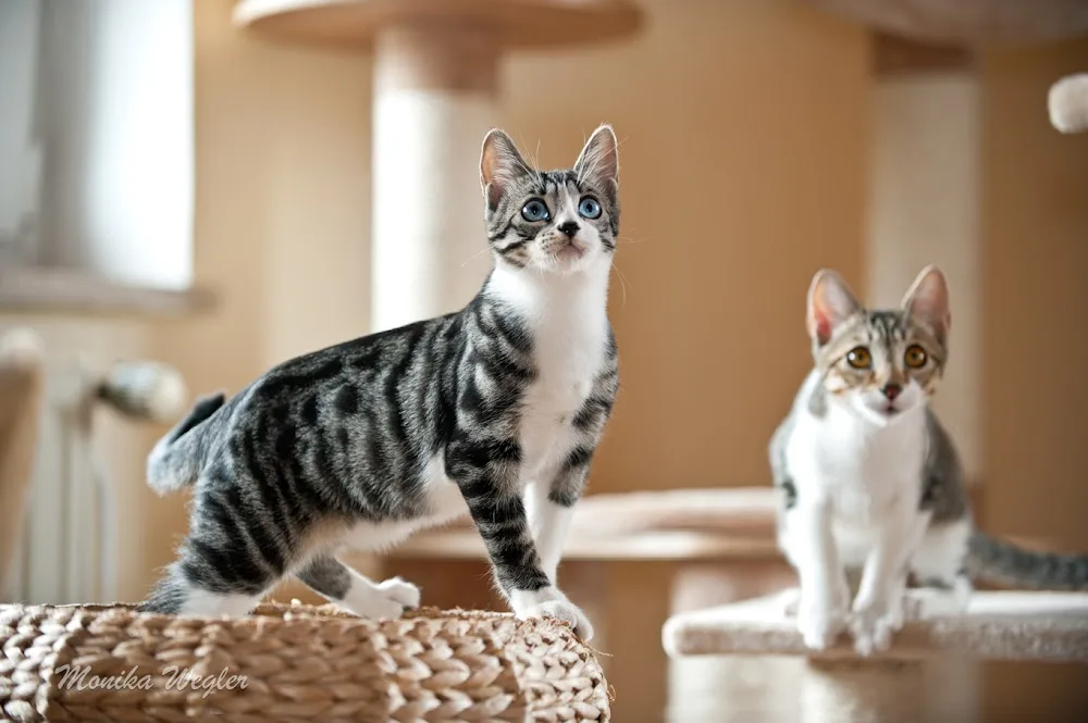 Katzenpension Streichelservice - Bavaria pet otel