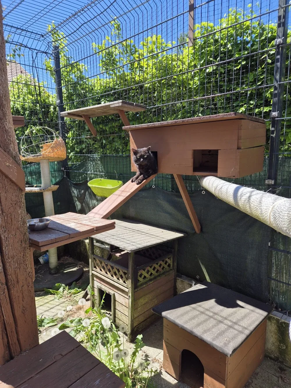 Katzenpension Streichelservice - Bavaria pet otel görseli 3