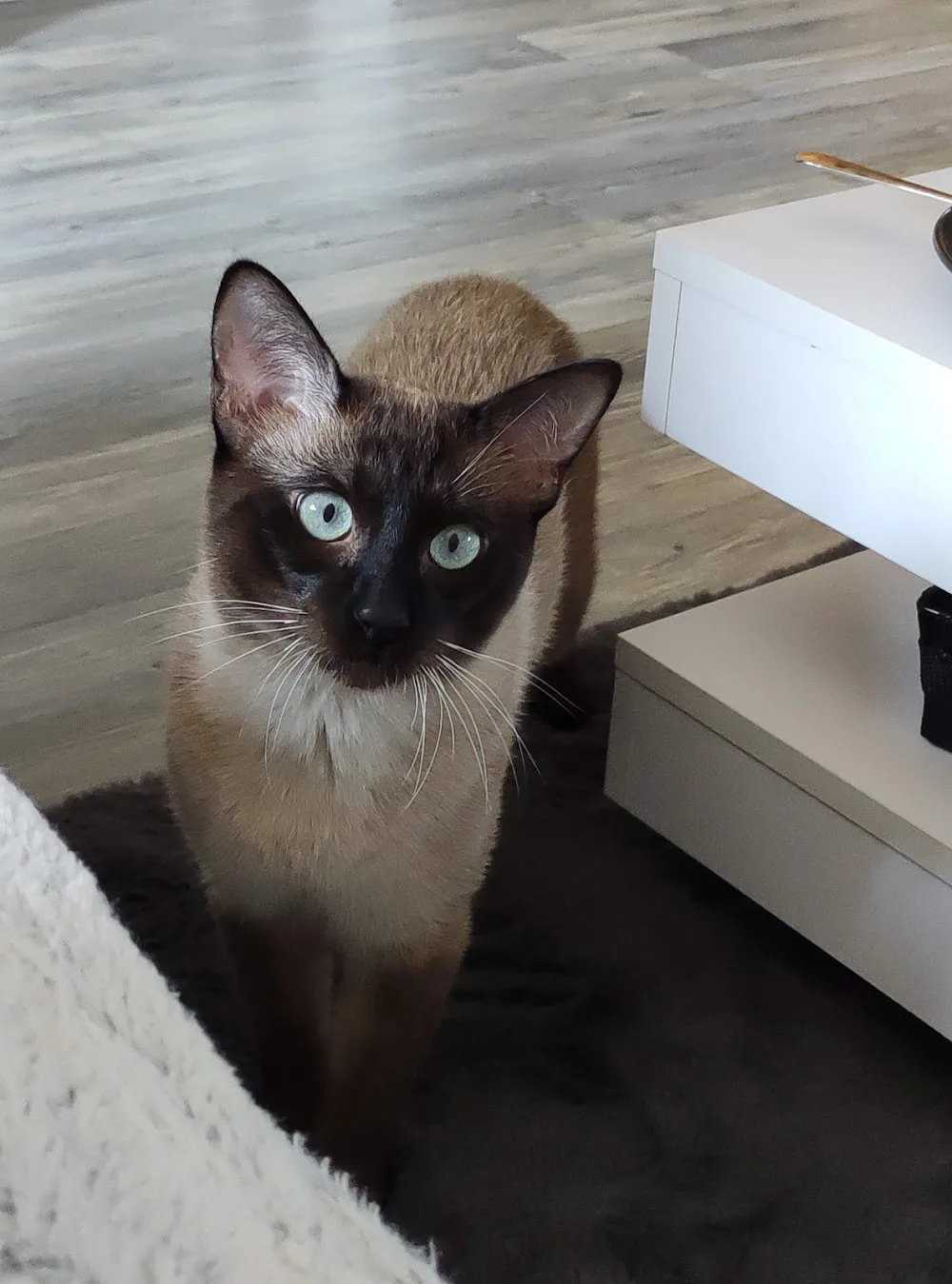 Kitty Care - Bavaria pet otel görseli 3