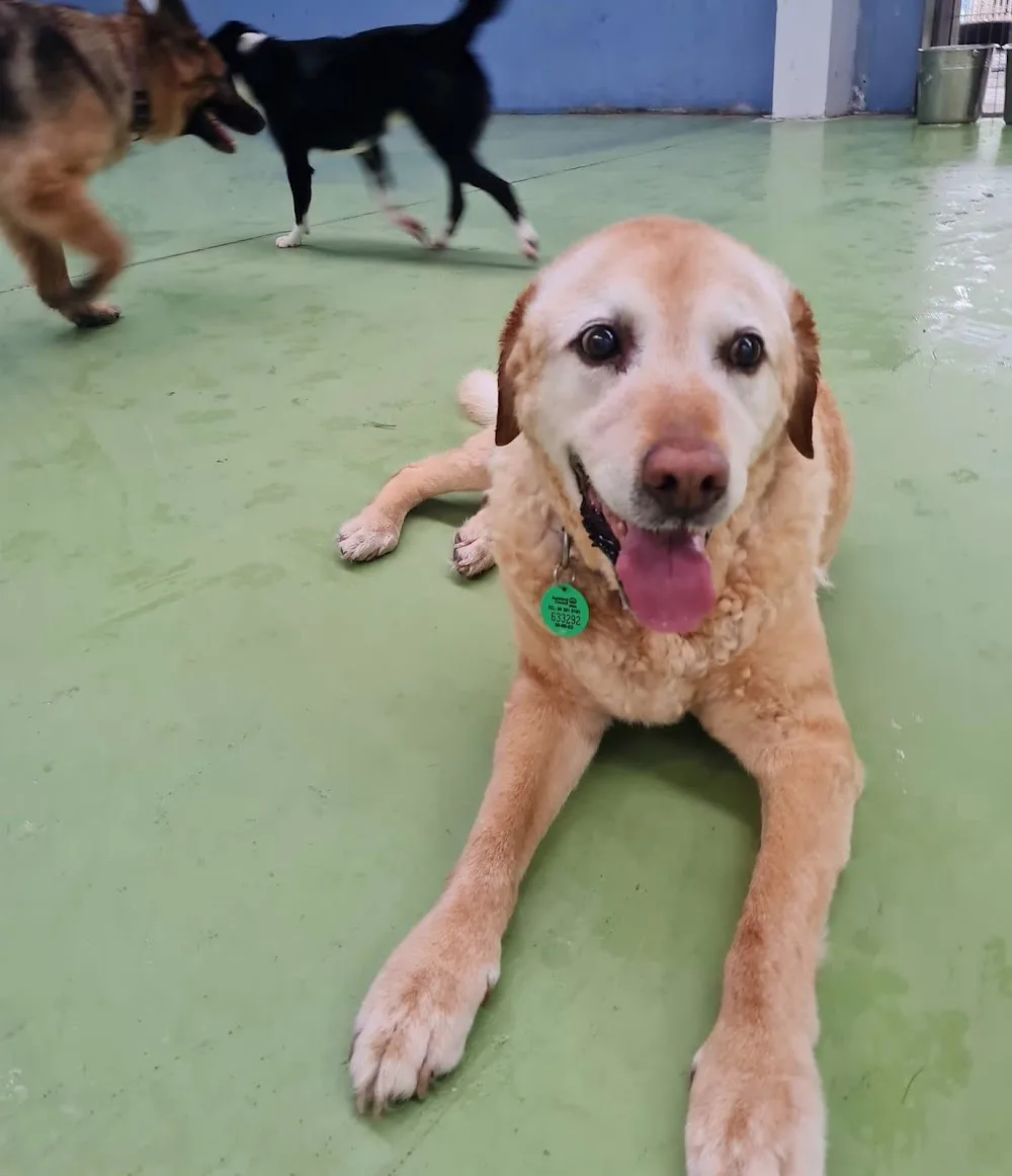 Bark Avenue Luxury Pet Hotel - Bay of Plenty pet otel görseli 3