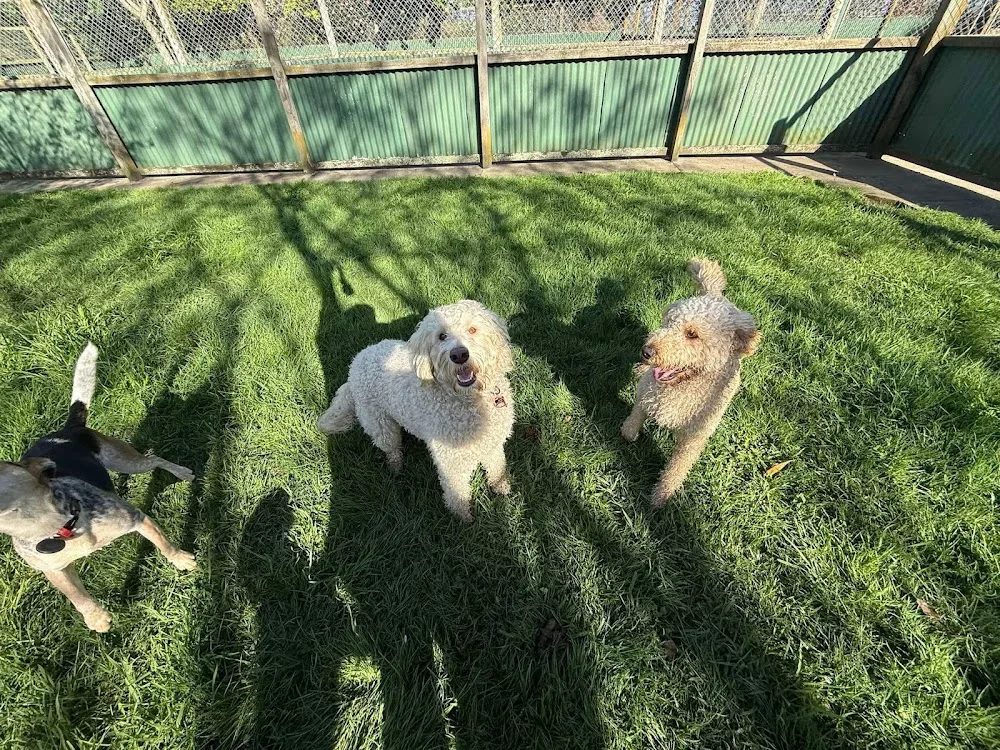 Canine & Co - Bay of Plenty pet otel
