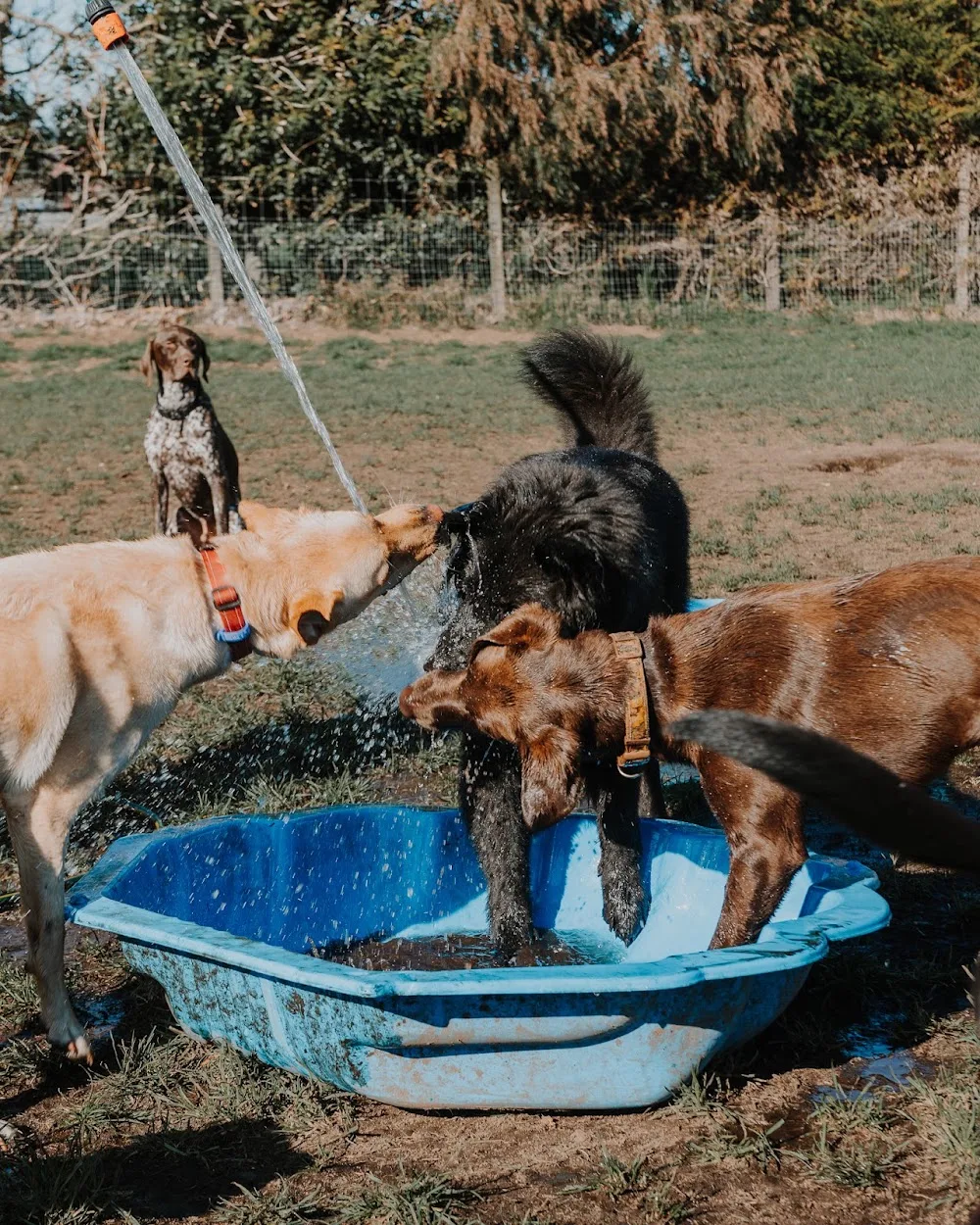 Canine & Co - Bay of Plenty pet otel görseli 3