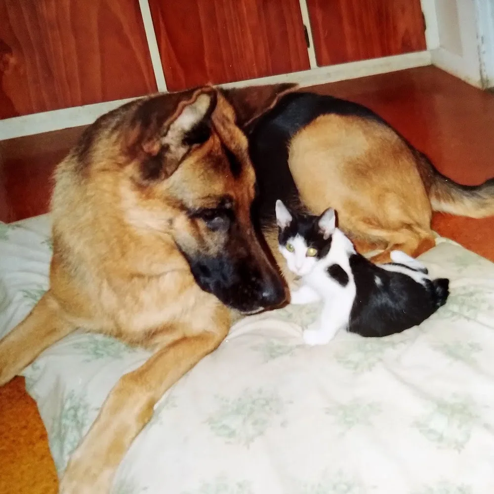 Counties Kennels and Cattery - Bay of Plenty pet otel görseli 5