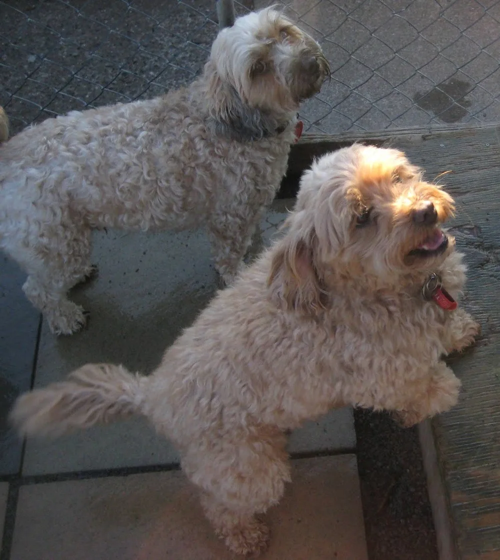 Creature Comforts - Boarding Kennels & Cattery - Bay of Plenty pet otel görseli 3