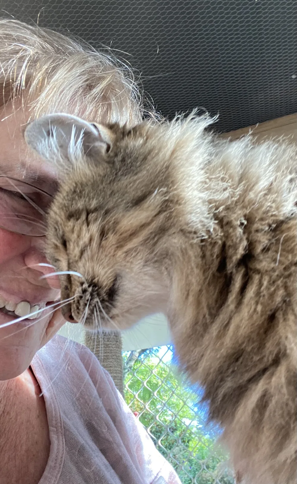 Cuddles Boarding Cattery at Kerikeri Nz - Bay of Plenty pet otel görseli 2