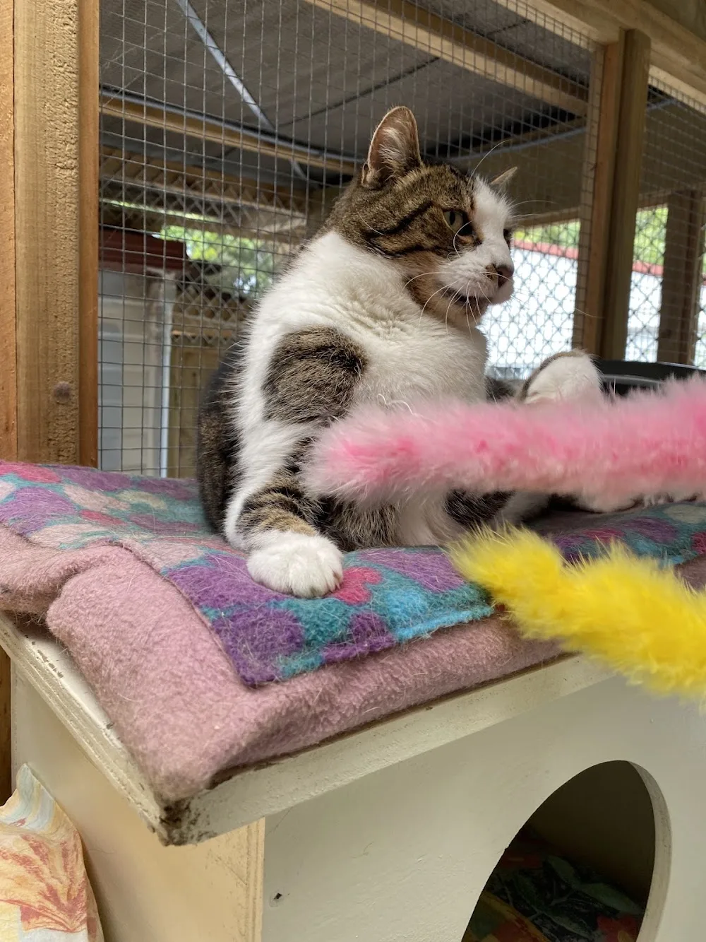 Cuddles Boarding Cattery at Kerikeri Nz - Bay of Plenty pet otel görseli 3