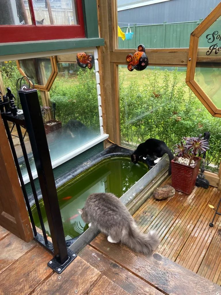 Dublin Bay Boutique Accommodation for Cats - Bay of Plenty pet otel görseli 3
