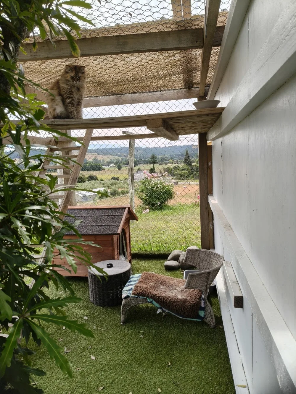 Elite Cat Boarding - Bay of Plenty pet otel görseli 3