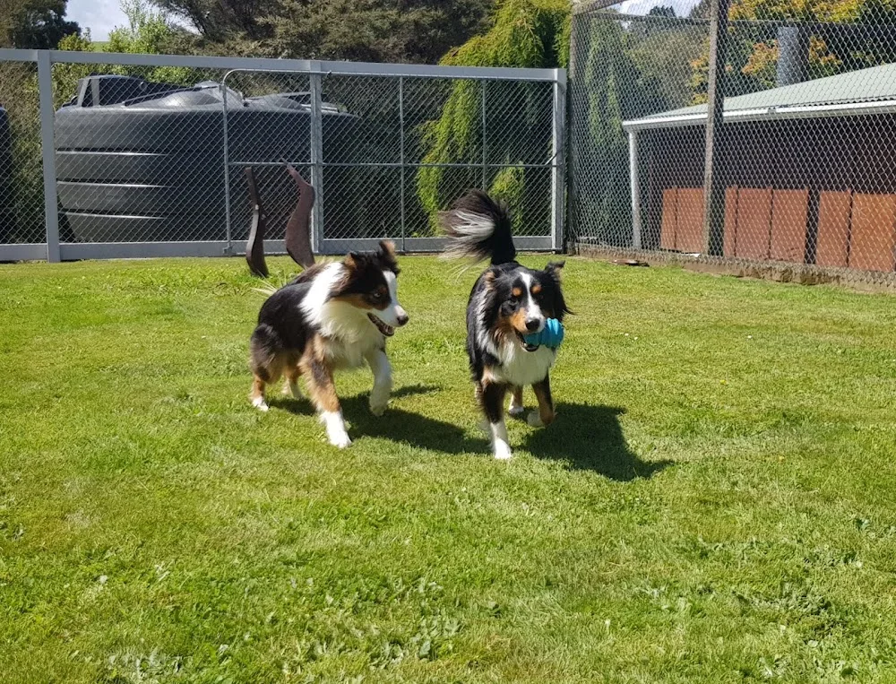 Felix and Fido Kennels - Bay of Plenty pet otel görseli 2