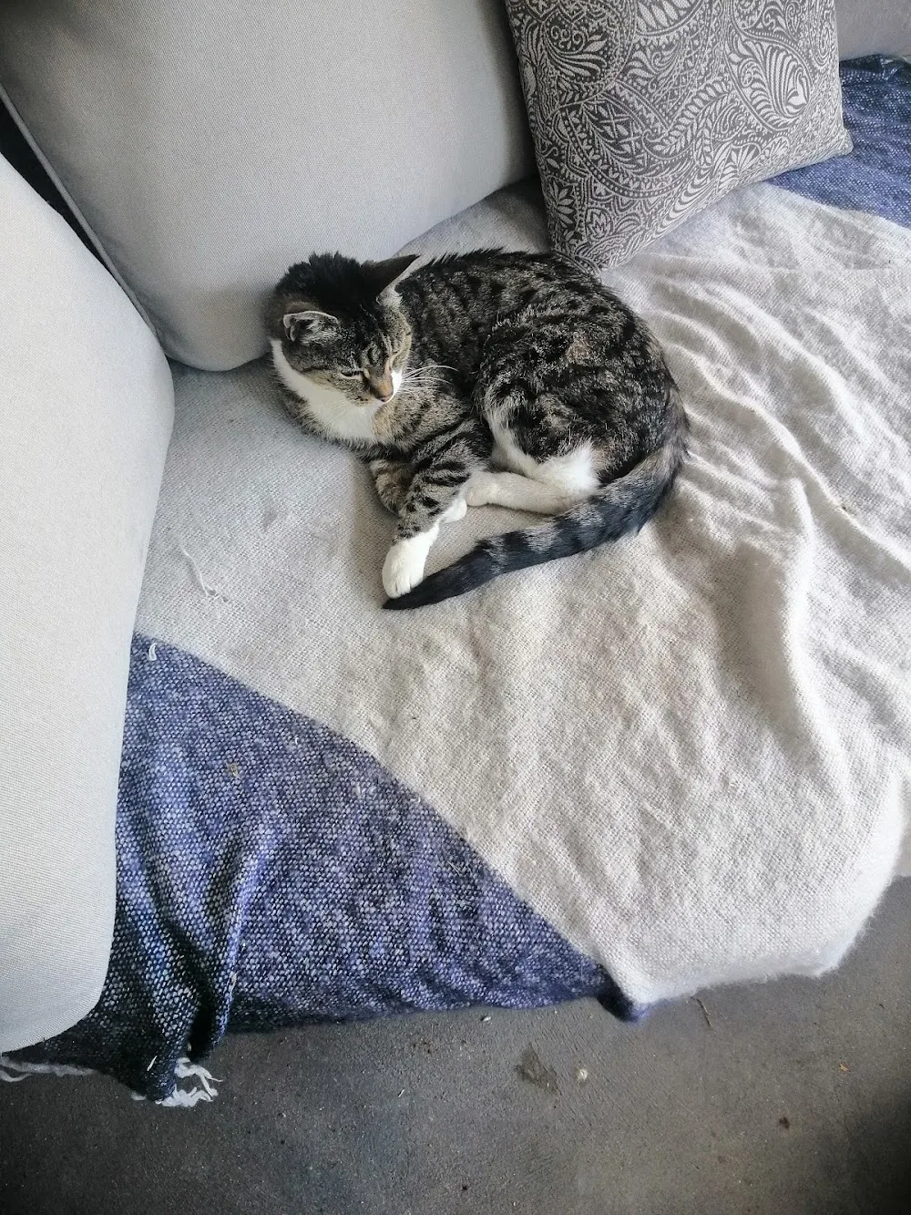 Furrrbabies smallpet resort - Bay of Plenty pet otel