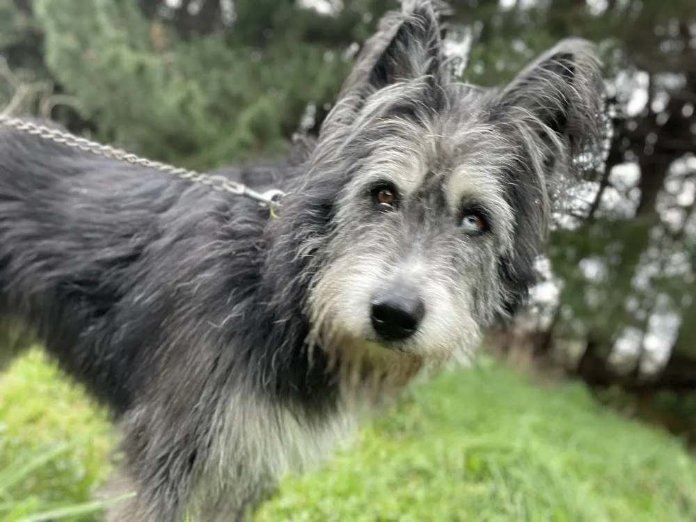 Gone to the Dogs Kennels and Cattery - Bay of Plenty pet otel görseli 2