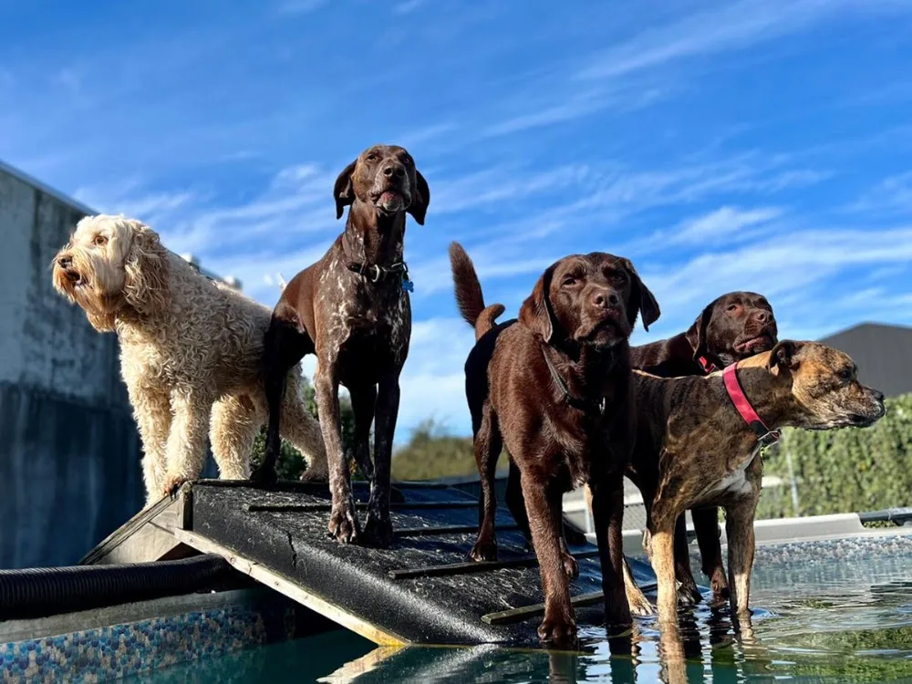 Grange Spa Dog Resort TGA - Bay of Plenty pet otel görseli 3