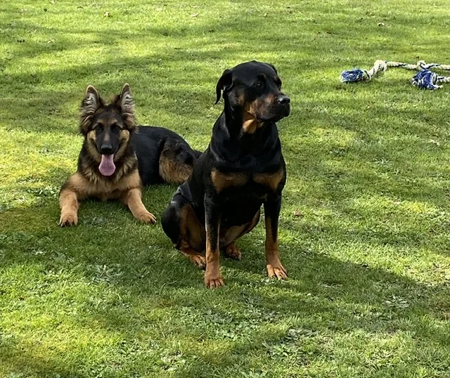 Happypawz Kennels & Cattery - Bay of Plenty pet otel