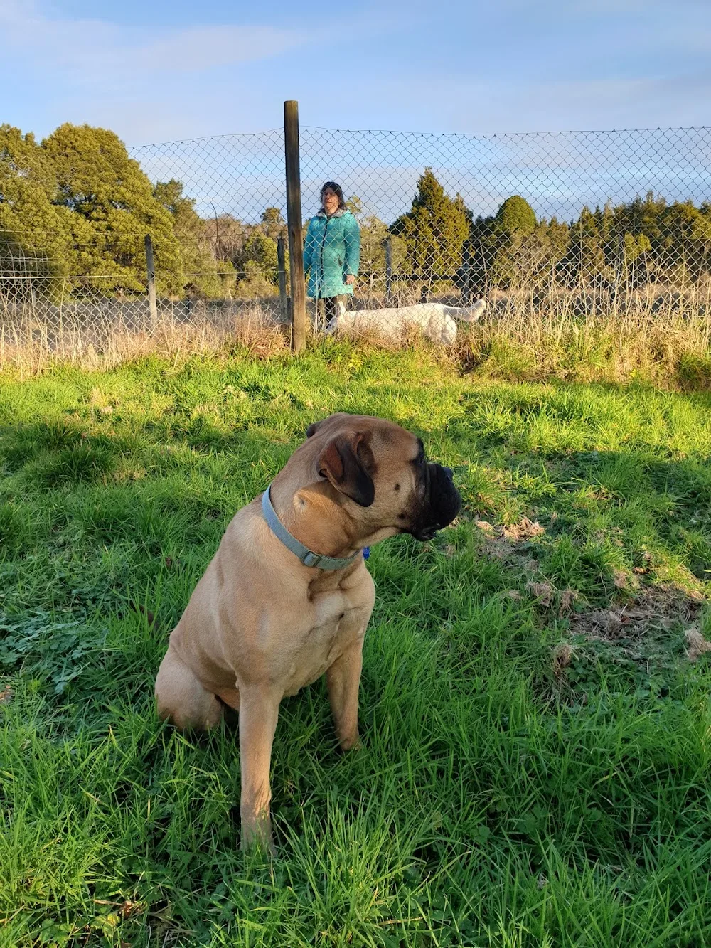 Heads 'n' Tails kennels and cattery - Bay of Plenty pet otel görseli 2