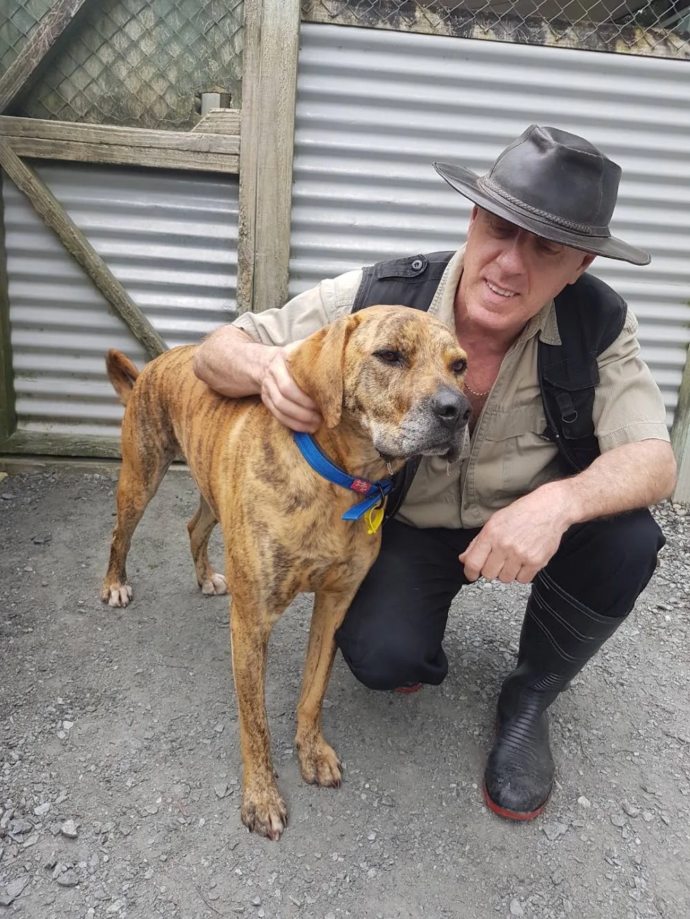 Heads 'n' Tails kennels and cattery - Bay of Plenty pet otel görseli 3