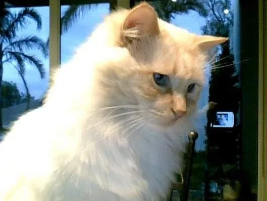 Hillside Cats - Bay of Plenty pet otel