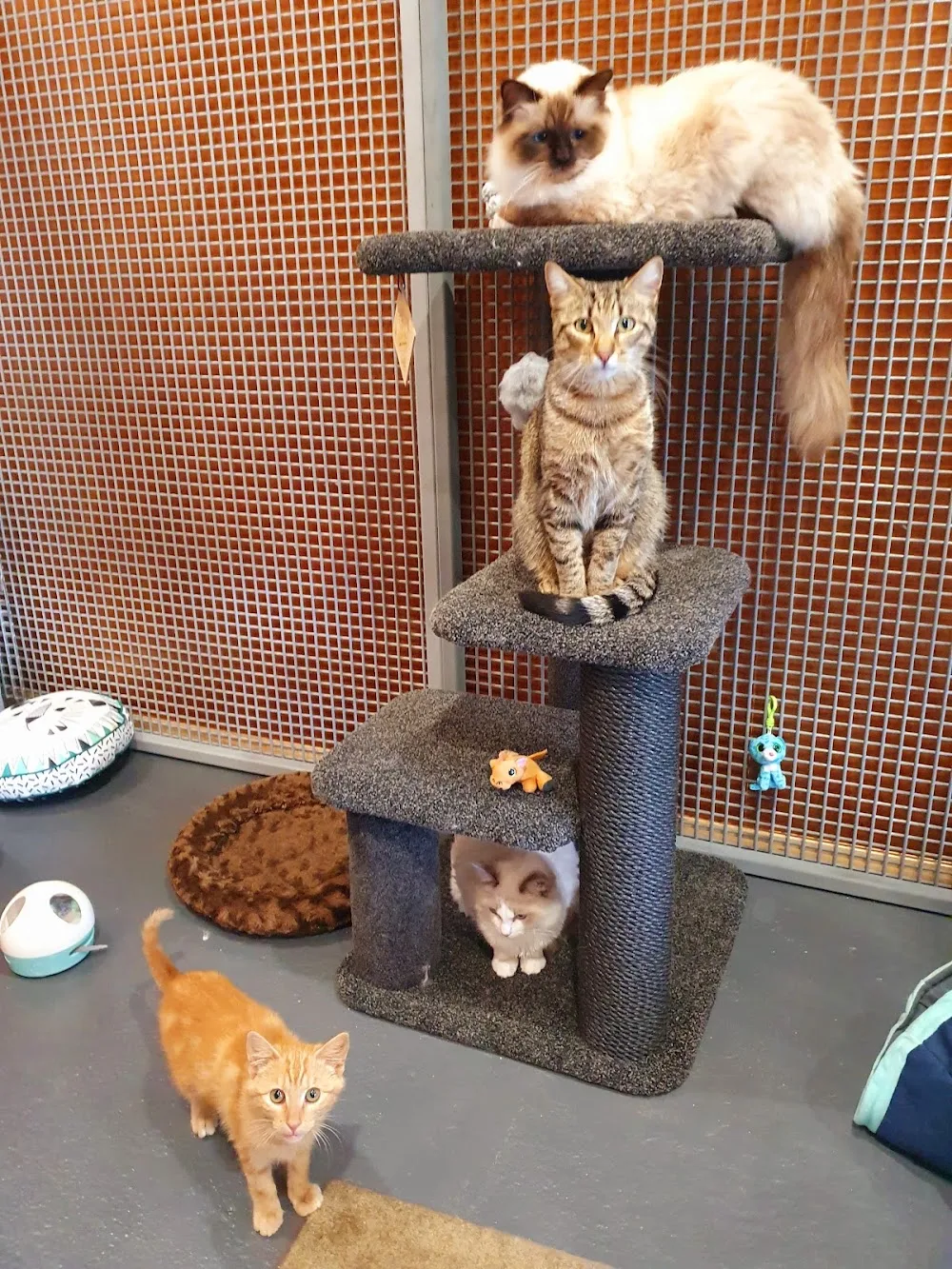 Hotel Kitty Boutique Cattery - Te Awamutu - Cambridge - Waikato - Bay of Plenty pet otel görseli 3