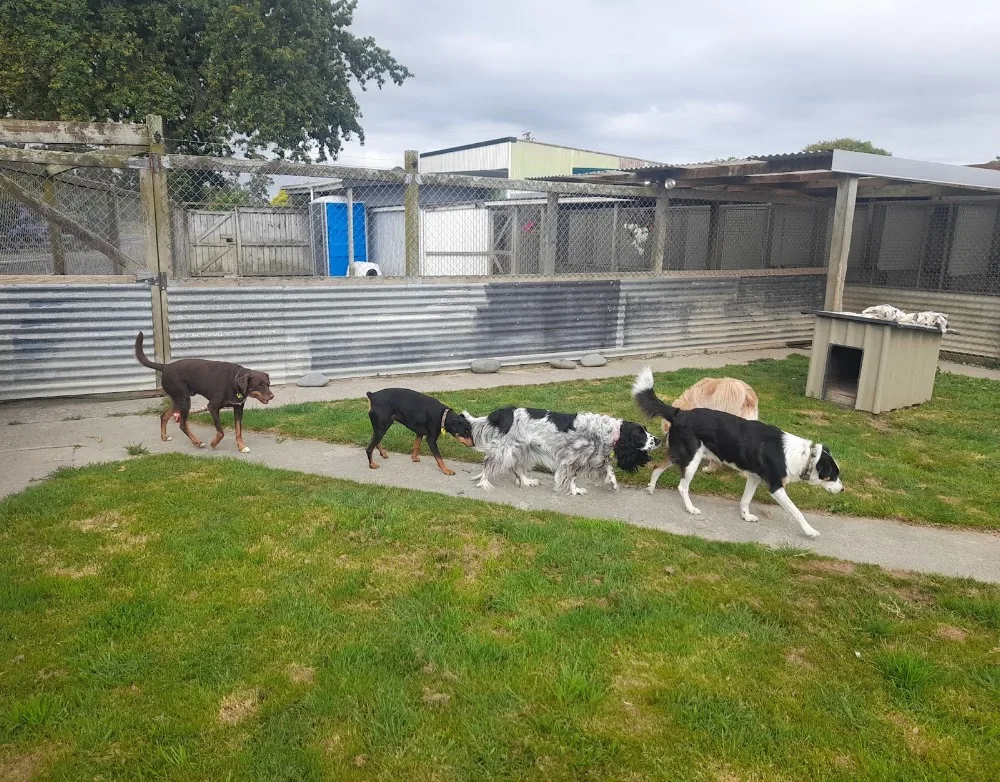 K9 Kennels - Bay of Plenty pet otel