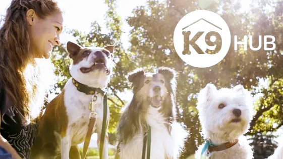 K9andkats.co.nz - Bay of Plenty pet otel