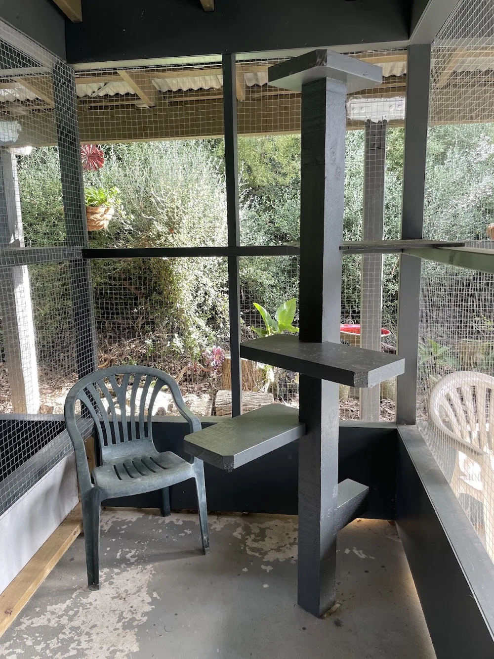 Kapiti Boutique Cattery - Bay of Plenty pet otel görseli 3