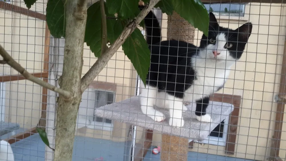 Kitty Cat Boarding Cattery - Bay of Plenty pet otel görseli 3