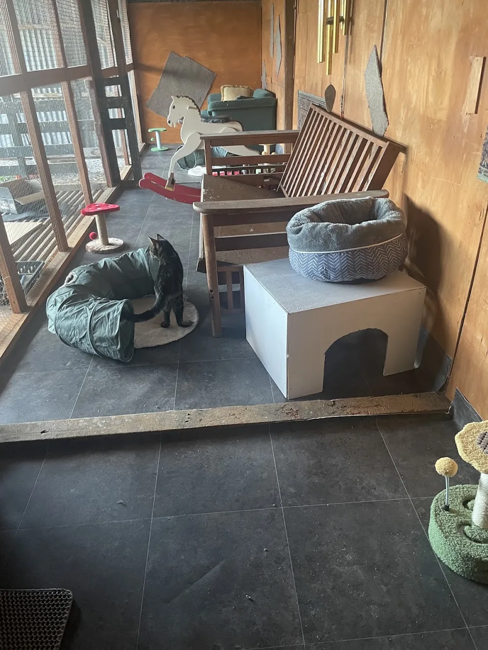 KStreet Cats - Bay of Plenty pet otel görseli 2
