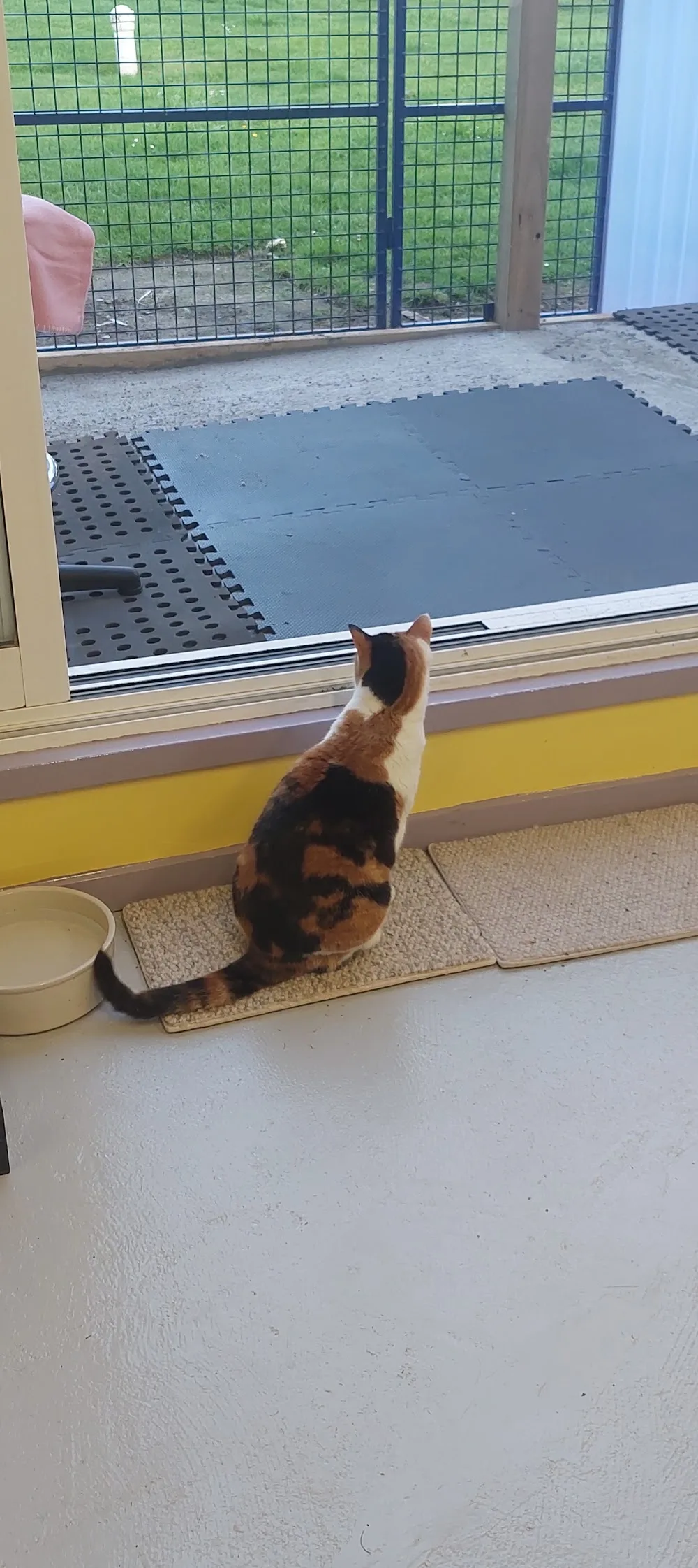Mamaku Cattery - Bay of Plenty pet otel