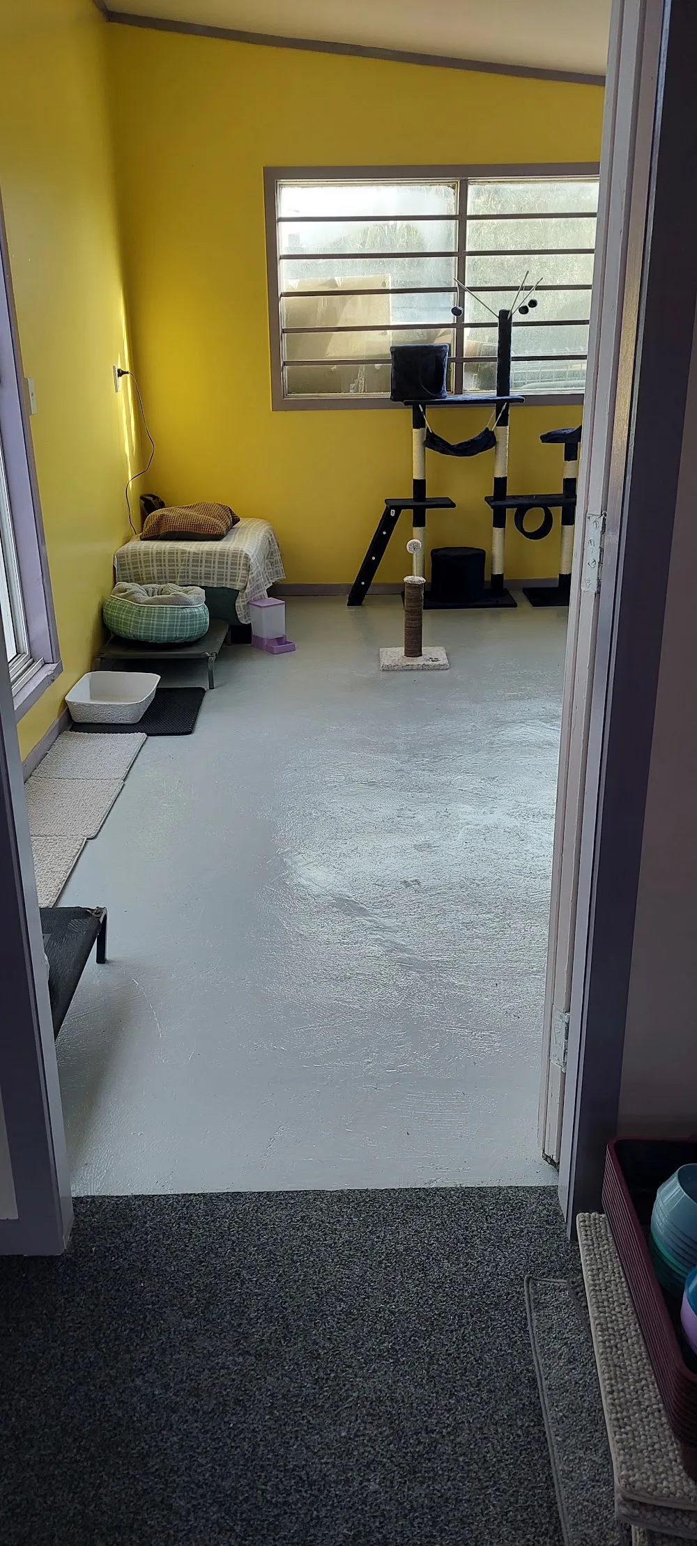 Mamaku Cattery - Bay of Plenty pet otel görseli 3