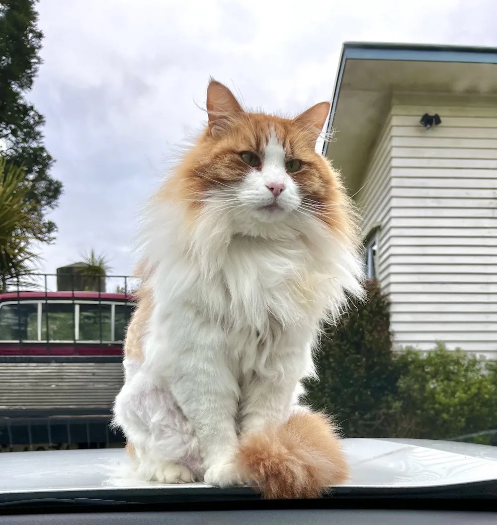 Miss Molly's Cattery - Bay of Plenty pet otel