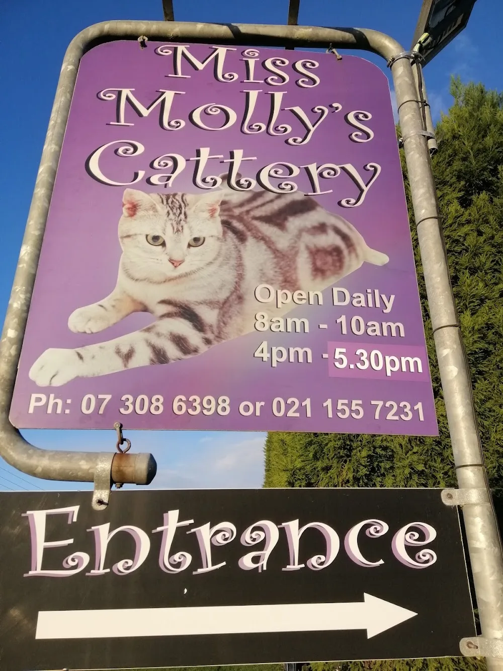 Miss Molly's Cattery - Bay of Plenty pet otel görseli 3