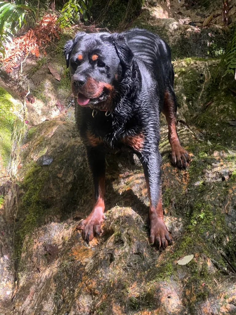 Muddy Paws Exclusive Dog Homestay - Bay of Plenty pet otel görseli 2