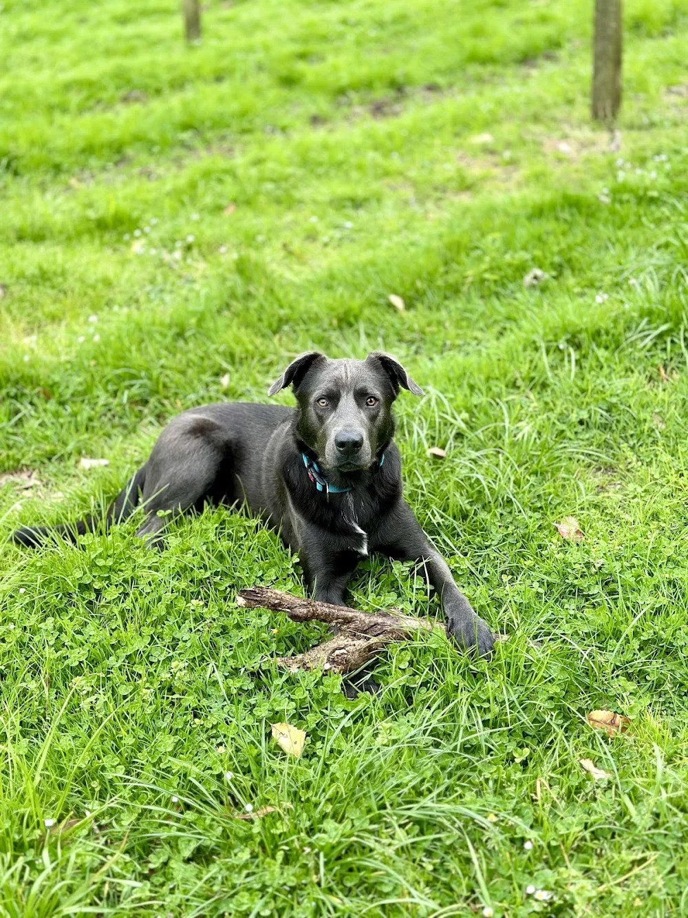 Muddy Paws Exclusive Dog Homestay - Bay of Plenty pet otel görseli 3