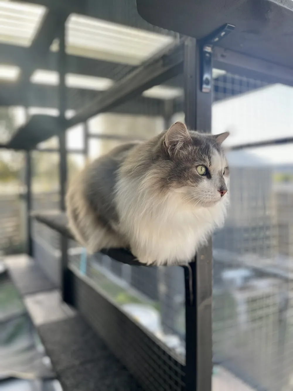 Papamoa Beach Cats - boutique cattery - Bay of Plenty pet otel görseli 2