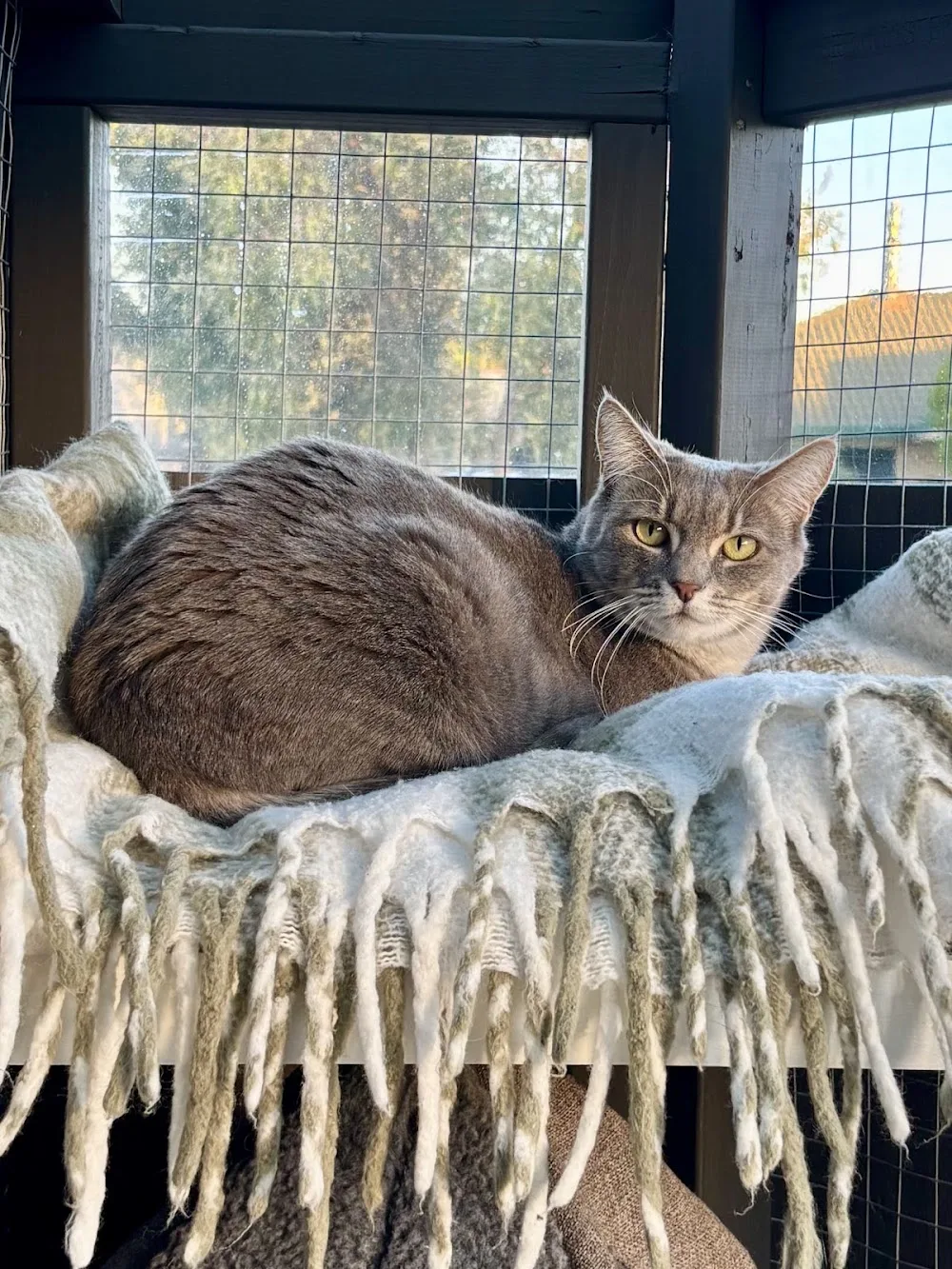 Papamoa Beach Cats - boutique cattery - Bay of Plenty pet otel görseli 3