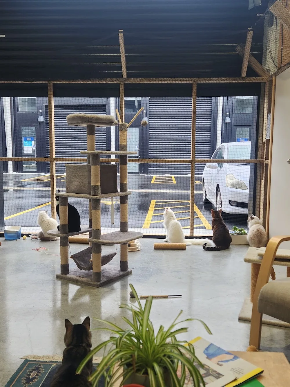 Papamoa Kitty Cabins - Bay of Plenty pet otel