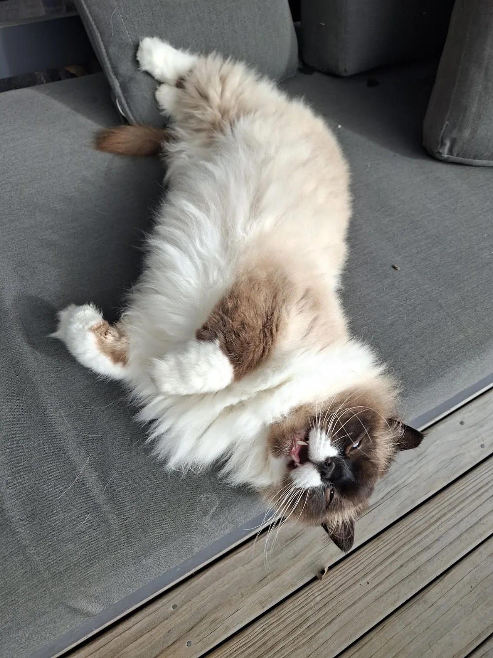 Paws in Te Puna - Bay of Plenty pet otel görseli 2