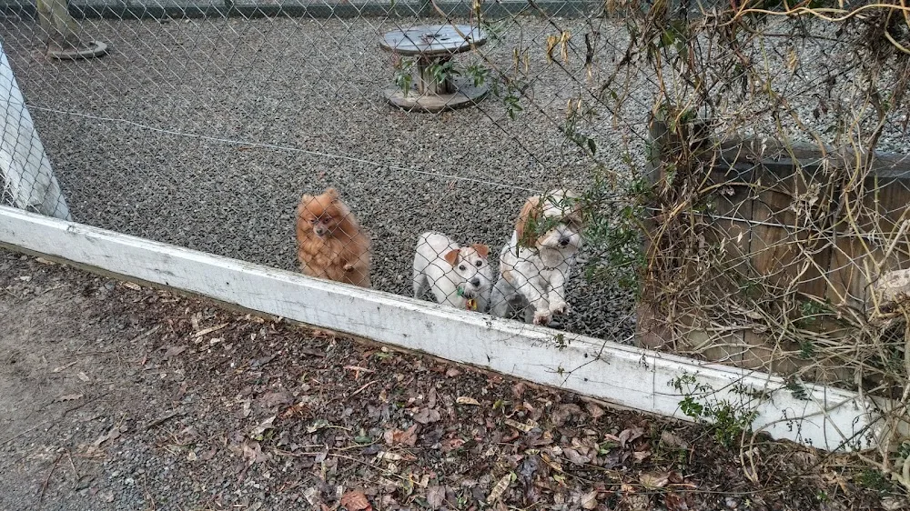 Pets Haven Boarding Kennels and Cattery - Bay of Plenty pet otel görseli 3
