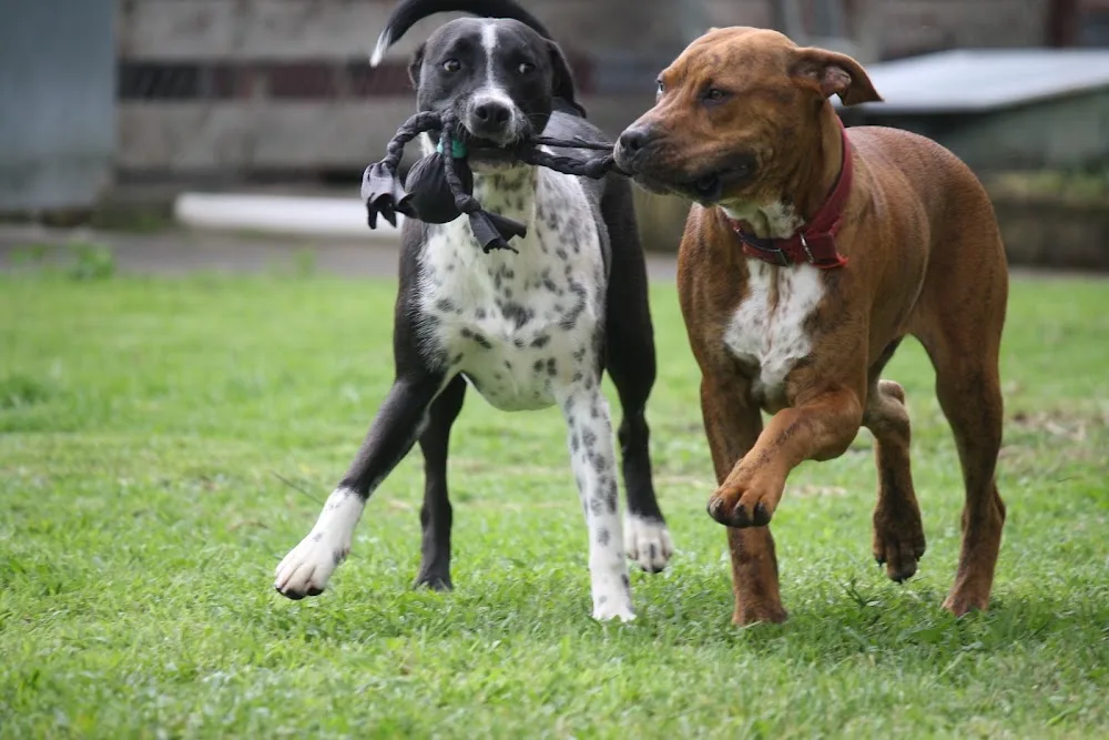Playful Paws Pet Lodge - Bay of Plenty pet otel