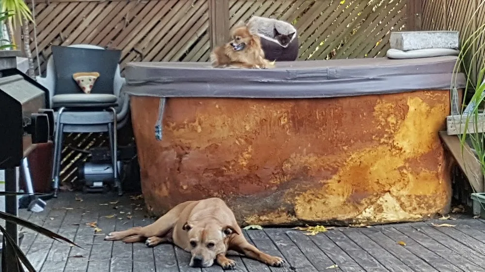 Pleasant Valley Kennels and Cattery - Bay of Plenty pet otel