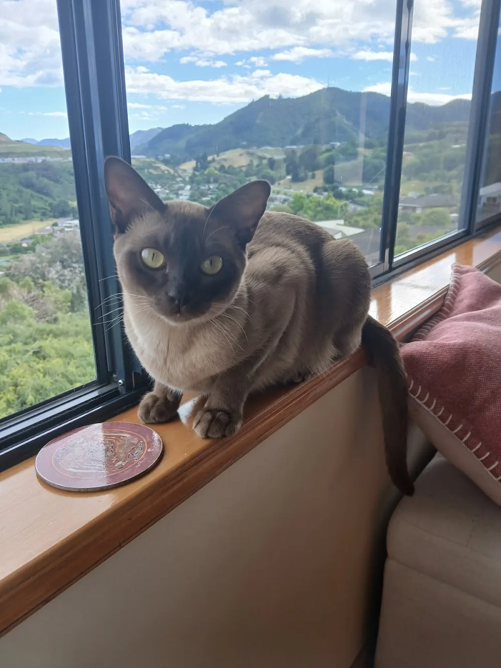 Purr-fect Retreat Cat Motel - Bay of Plenty pet otel görseli 3