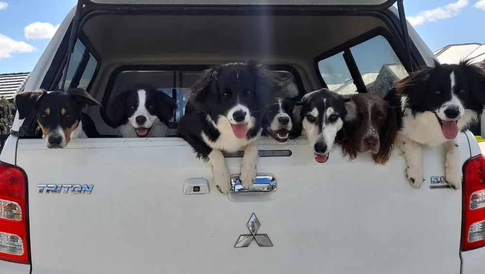 Rangeview Canine Services - Bay of Plenty pet otel