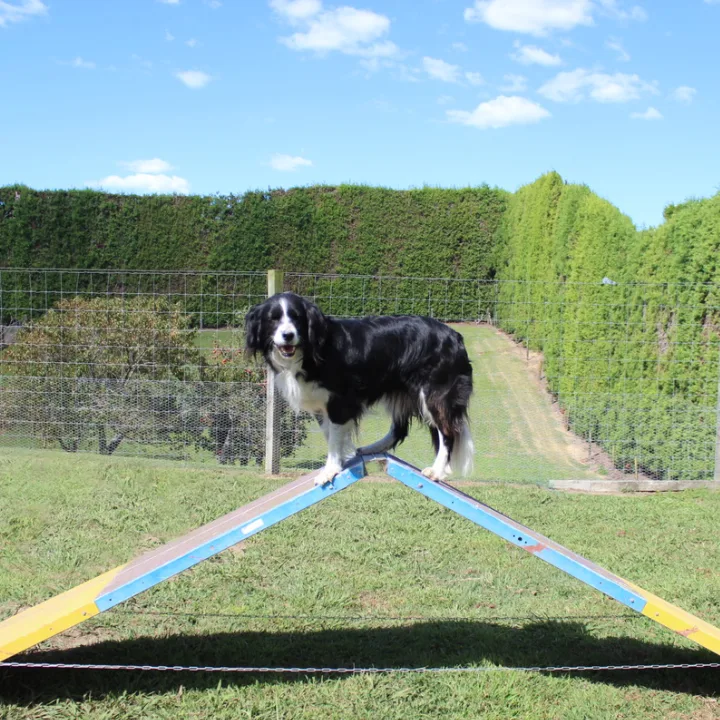 Rangeview Canine Services - Bay of Plenty pet otel görseli 3