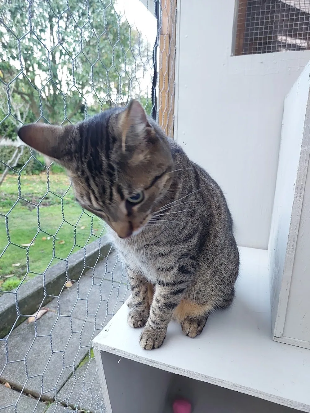 Scratch Pad Boarding Cattery - Bay of Plenty pet otel