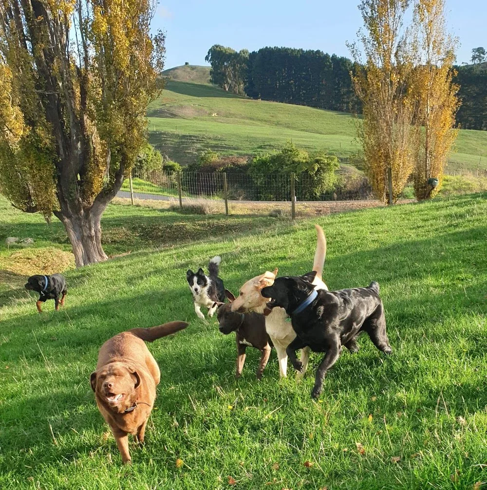 Stoneypeak petlodge Kennels and cattery - Bay of Plenty pet otel görseli 2