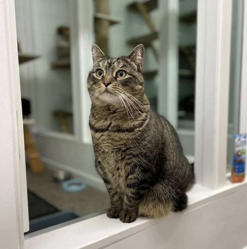 Tauranga Cat Hotel - Bay of Plenty pet otel