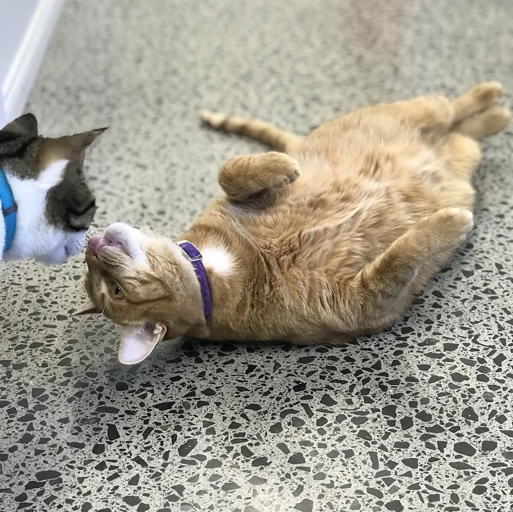 Tauranga Cat Hotel - Bay of Plenty pet otel görseli 3