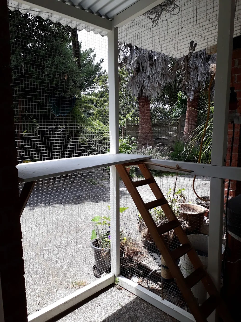 The Big Meow - Bay of Plenty pet otel görseli 2